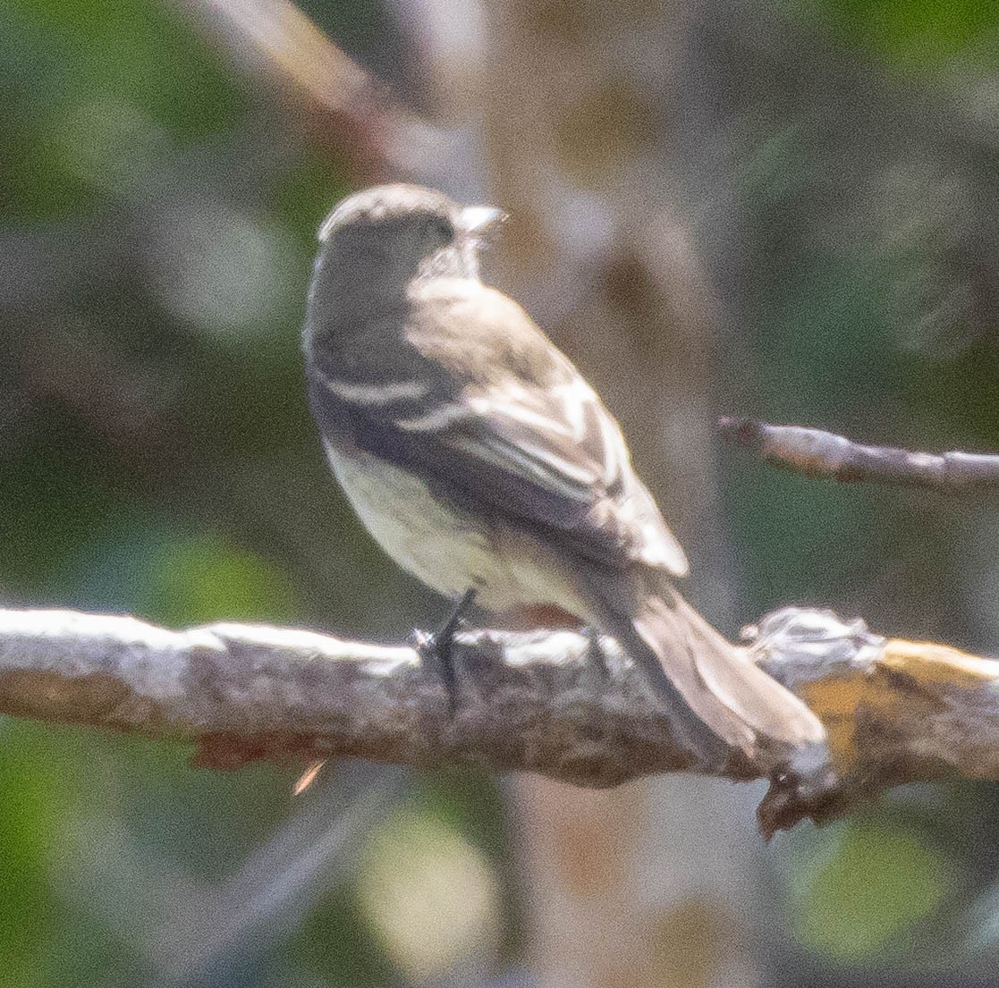 Alder/Willow Flycatcher (Traill's Flycatcher) - ML644421640