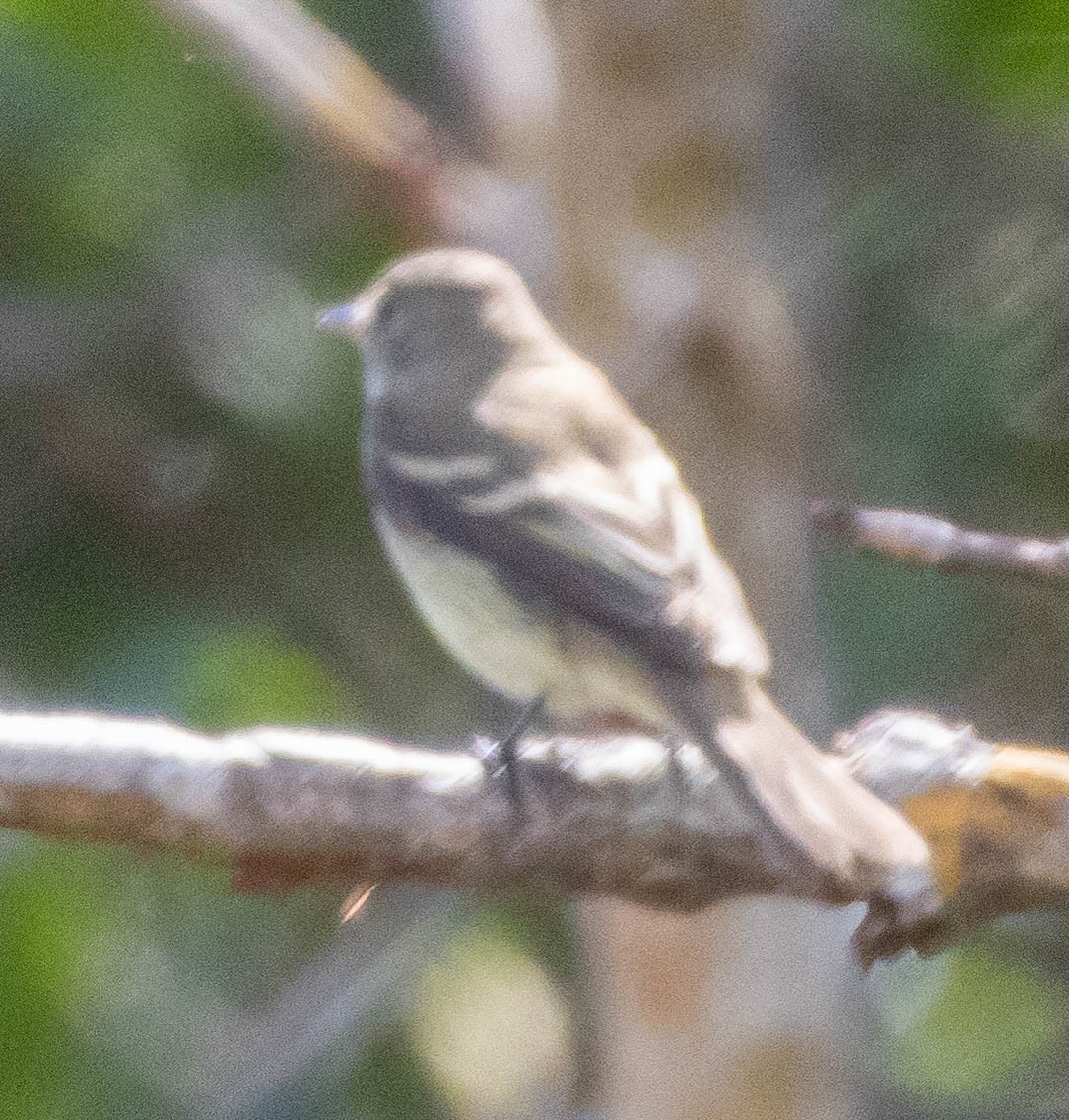 Alder/Willow Flycatcher (Traill's Flycatcher) - ML644421641