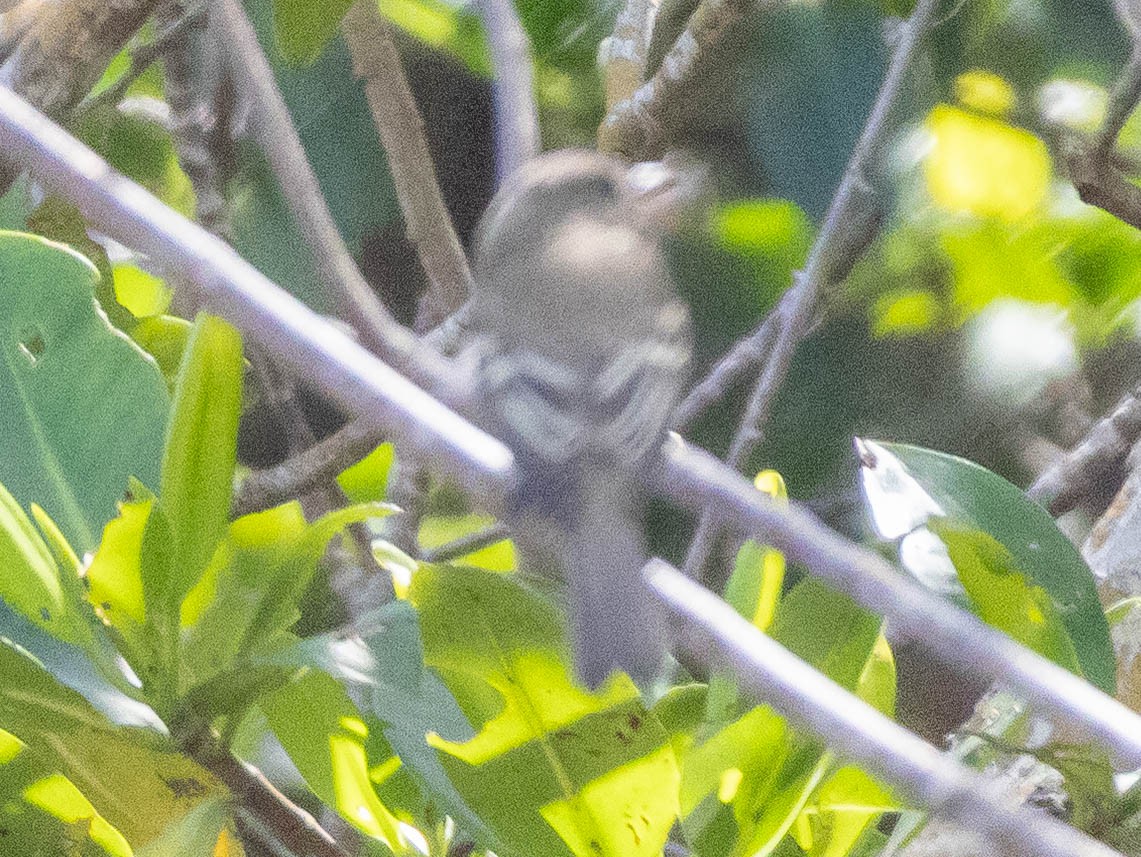 Alder/Willow Flycatcher (Traill's Flycatcher) - ML644421642