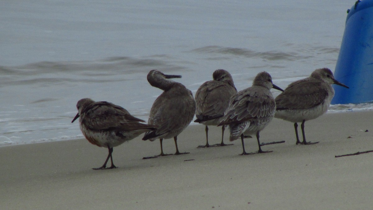 Bécasseau maubèche - ML644421661