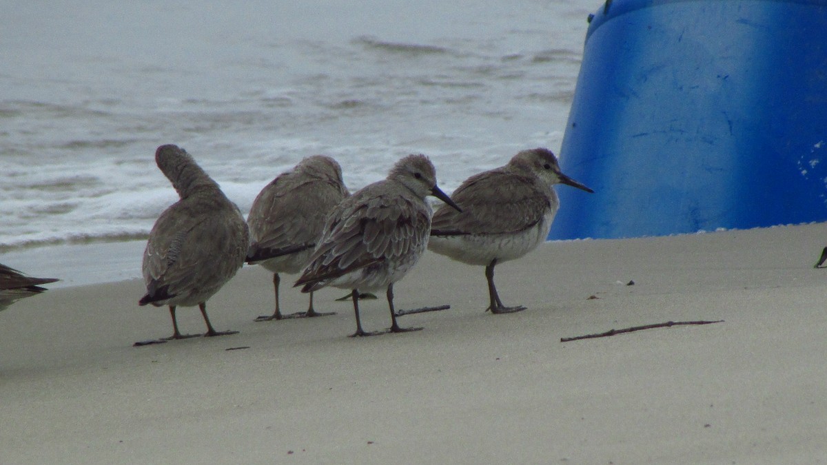 Bécasseau maubèche - ML644421662