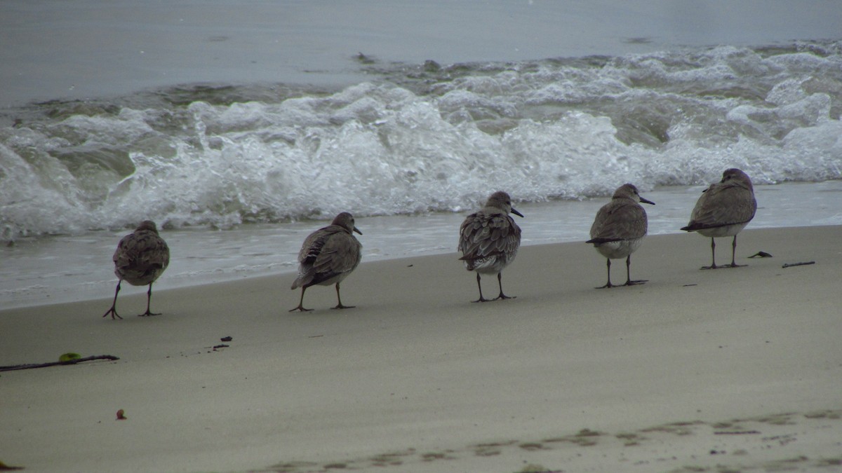 Bécasseau maubèche - ML644421663