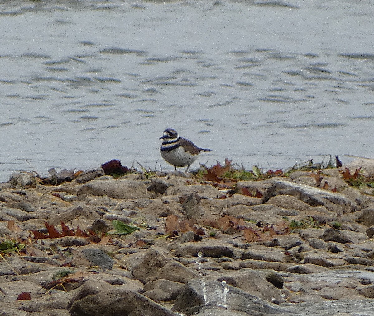 Killdeer - ML644421665
