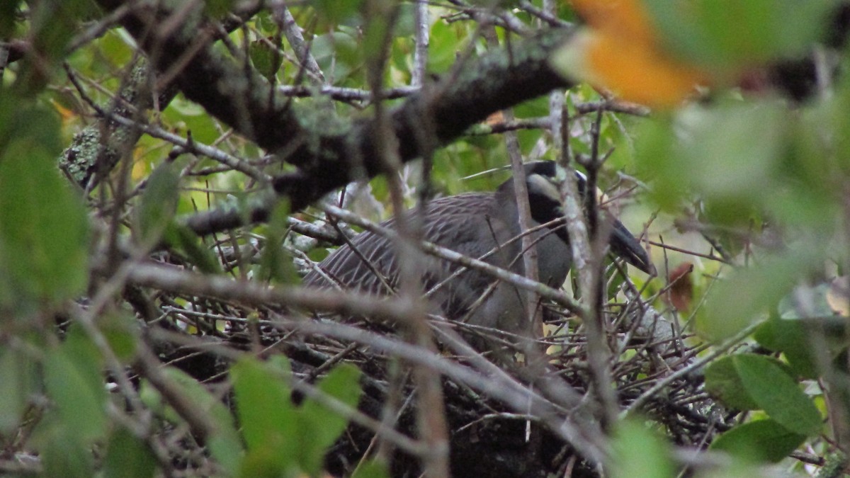 אנפת לילה צהובת-כיפה - ML644421669