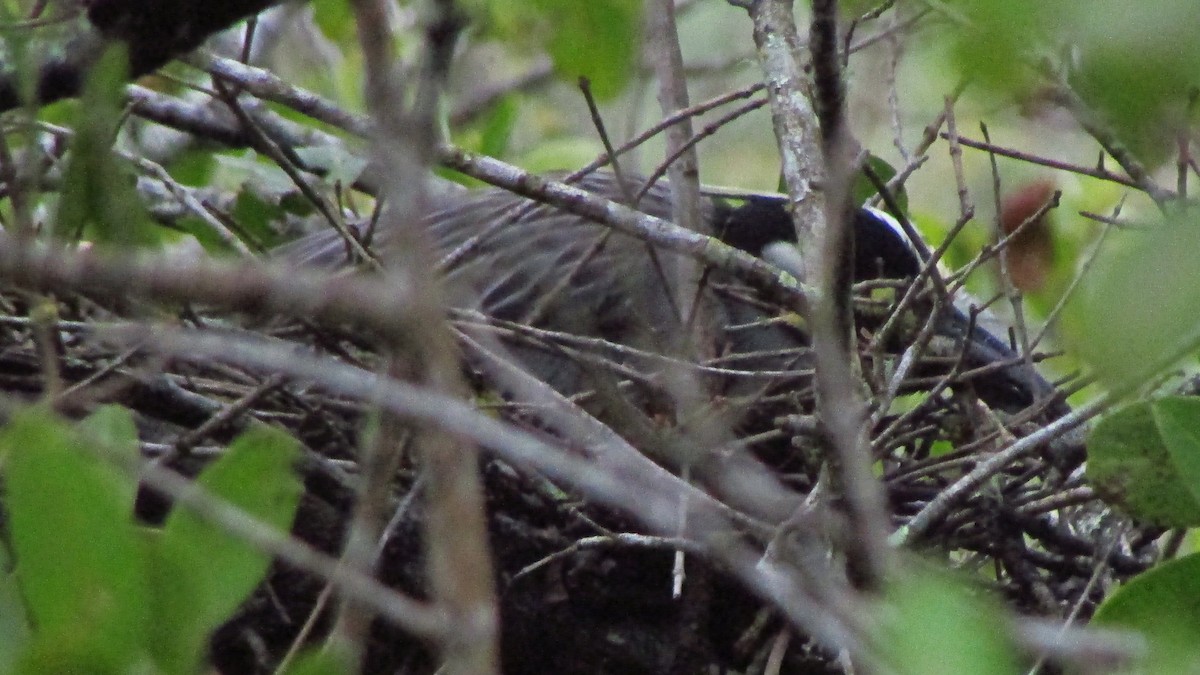 אנפת לילה צהובת-כיפה - ML644421670