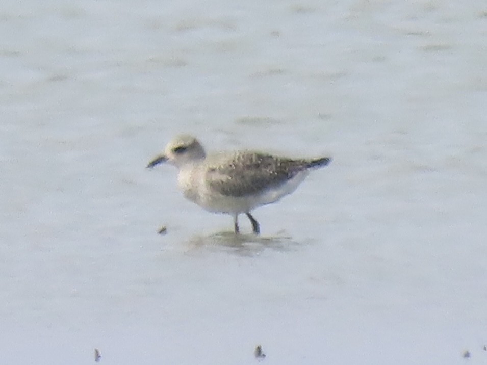 Буурал сүвээ цагаан - ML644421673