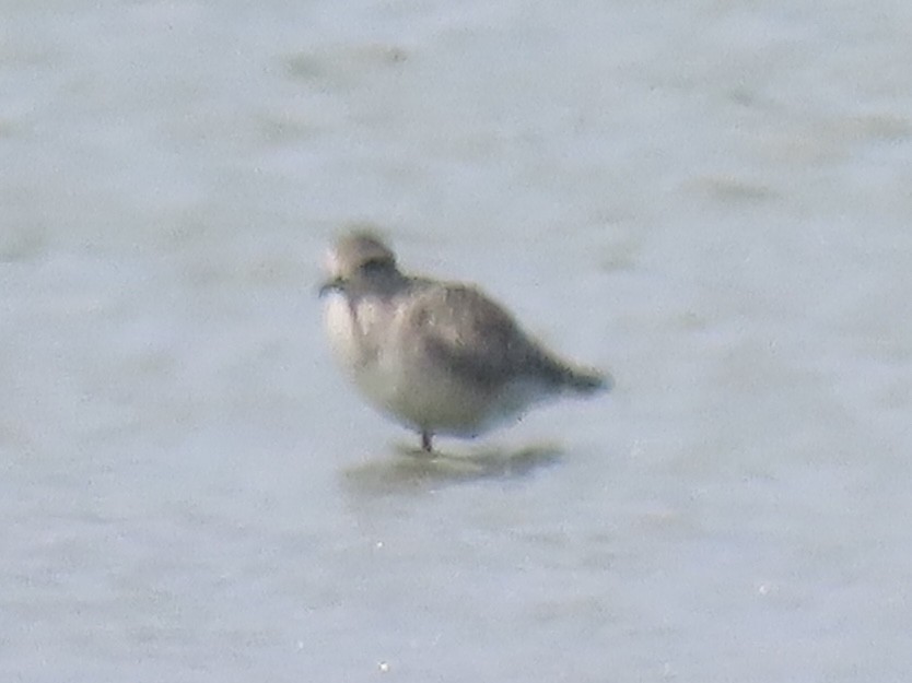 Буурал сүвээ цагаан - ML644421674