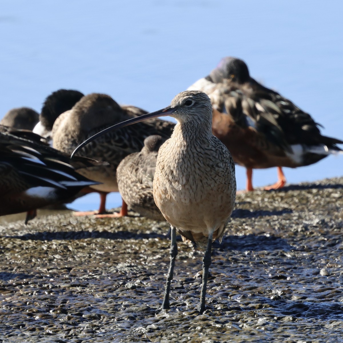 Long-billed Curlew - ML644421677
