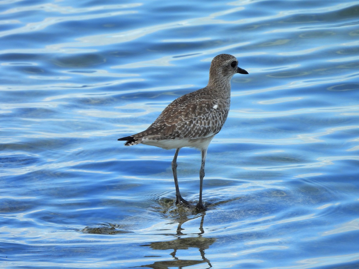 Буурал сүвээ цагаан - ML644421686