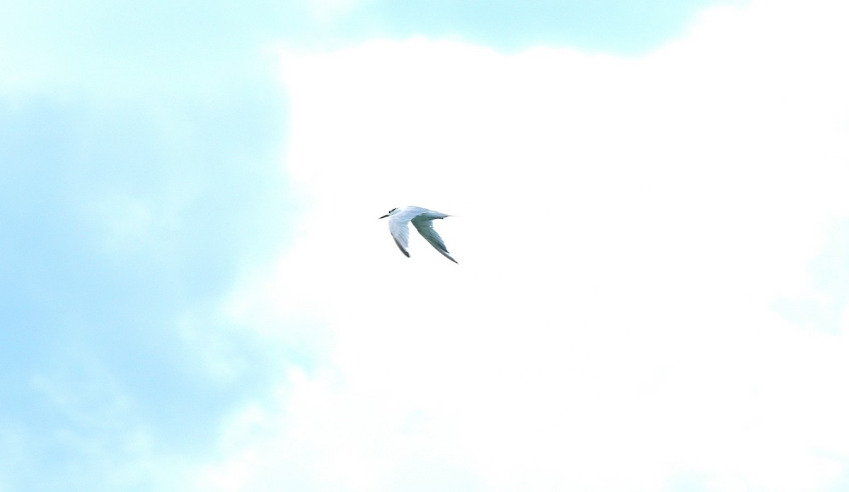 rybák severní - ML644421691