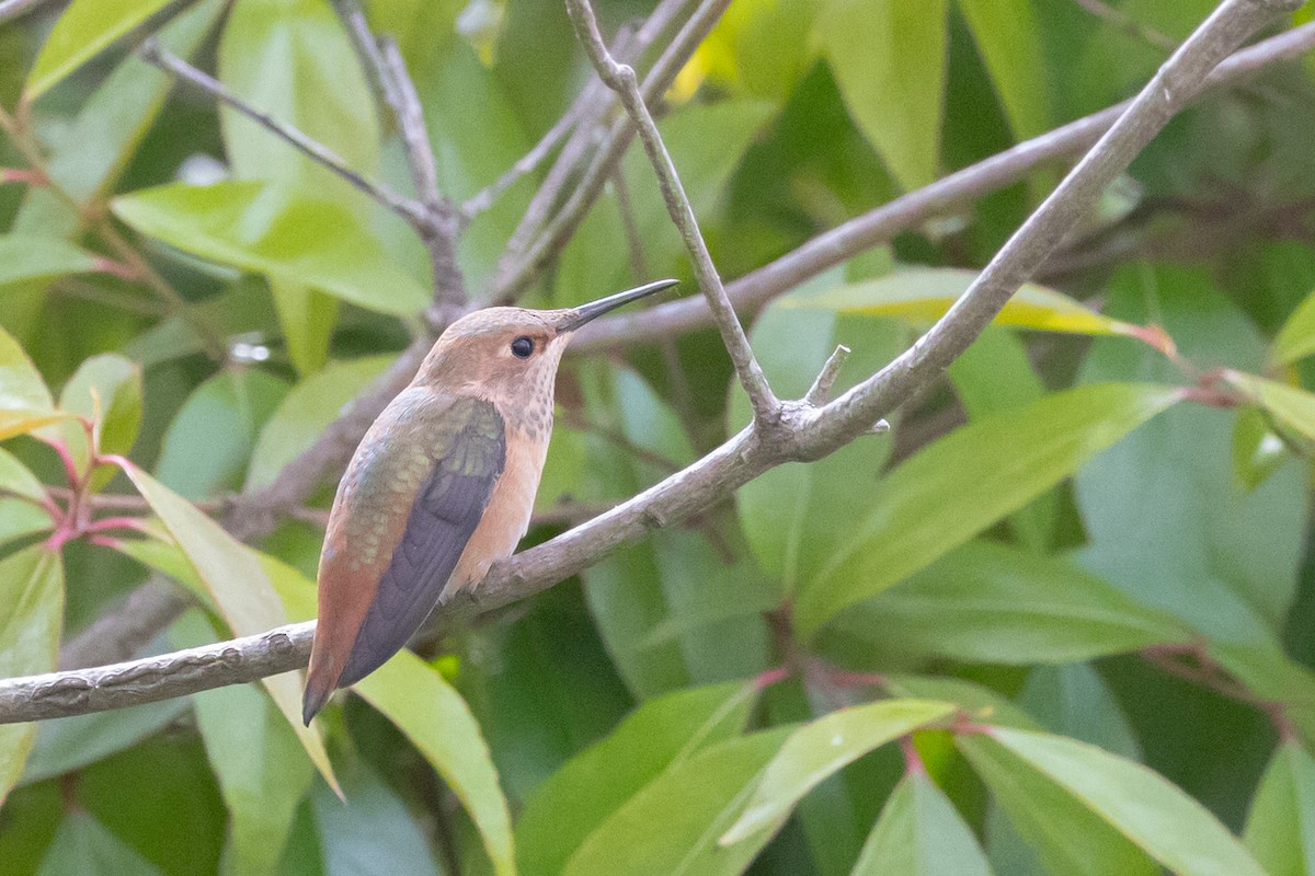 Allen's Hummingbird - ML644421695