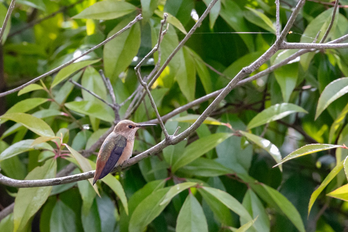 Allen's Hummingbird - ML644421696