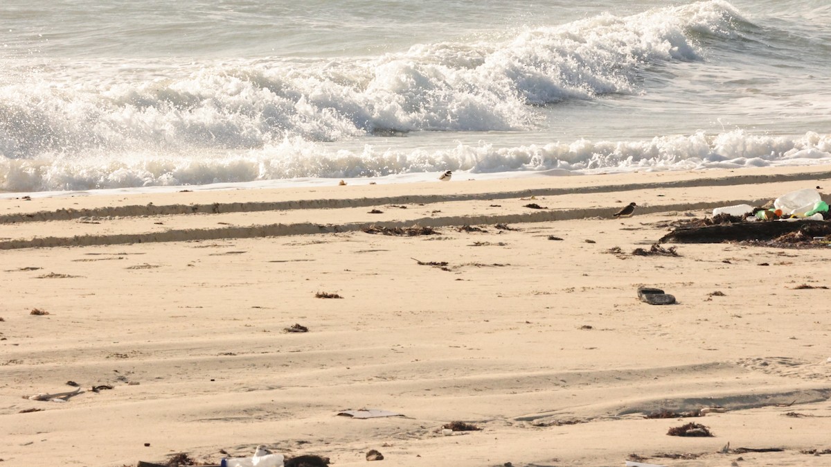 Islıkçı Cılıbıt - ML644421700