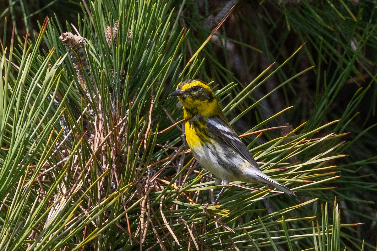 Townsend's Warbler - ML644421718
