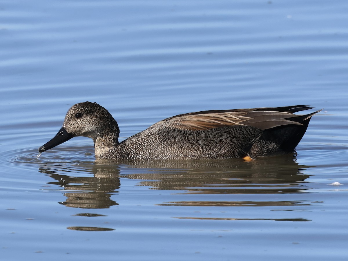 Gadwall - ML644421726