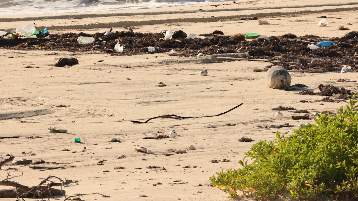 Snowy Plover - ML644421736