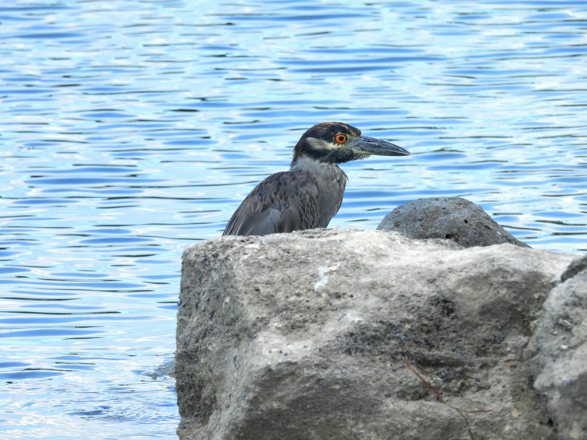אנפת לילה צהובת-כיפה - ML644421743