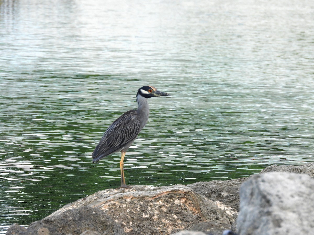 אנפת לילה צהובת-כיפה - ML644421744