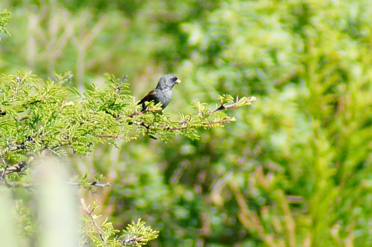 Black-chinned Sparrow - ML644421746