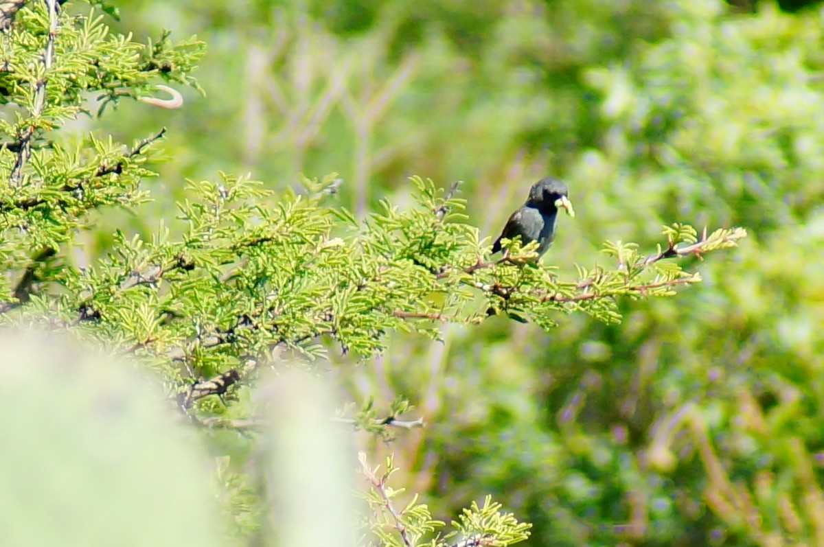 Black-chinned Sparrow - ML644421747