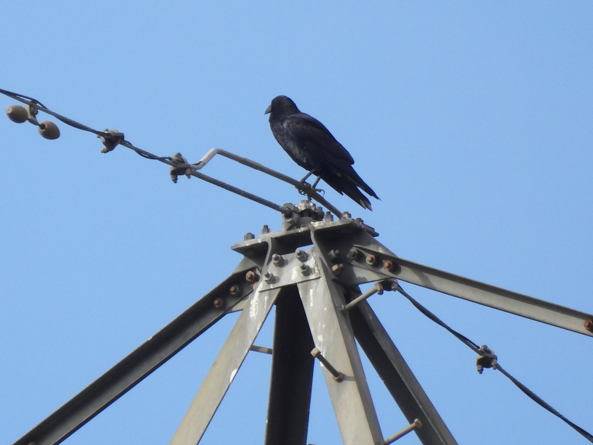 American Crow - ML644421748