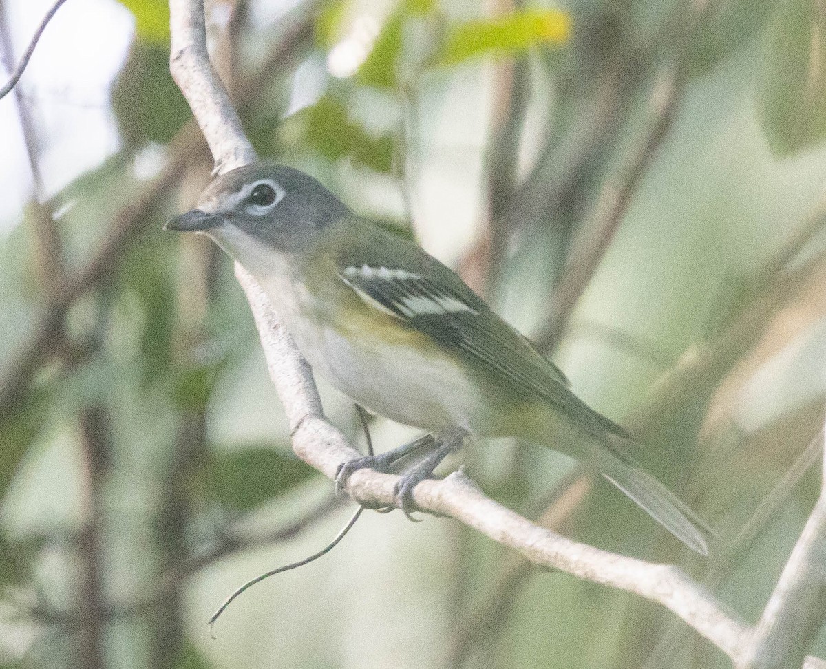 Blue-headed Vireo - ML644421749