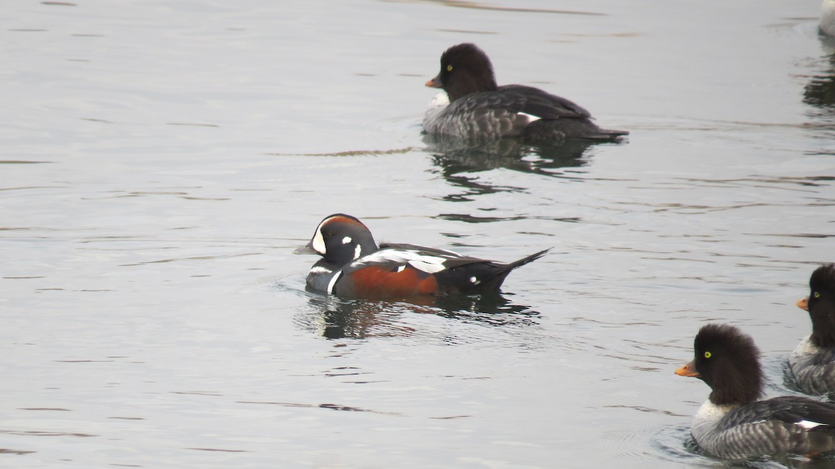 Harlequin Duck - ML644421750
