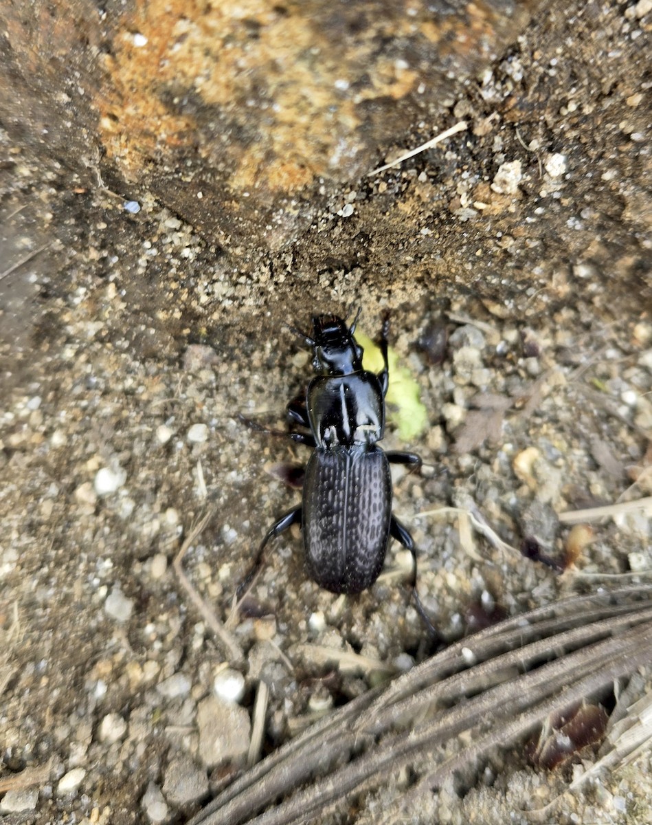 Insects - ML644421753