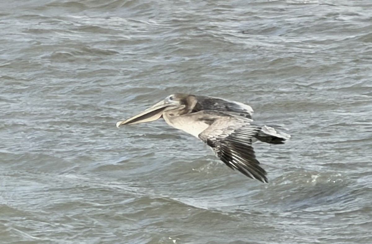 Brown Pelican - ML644421757