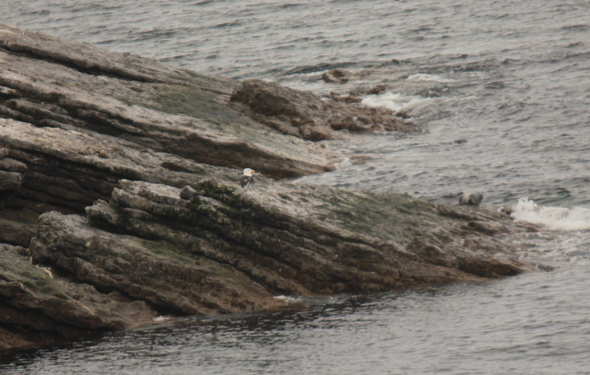 Lesser Black-backed Gull - ML644421762