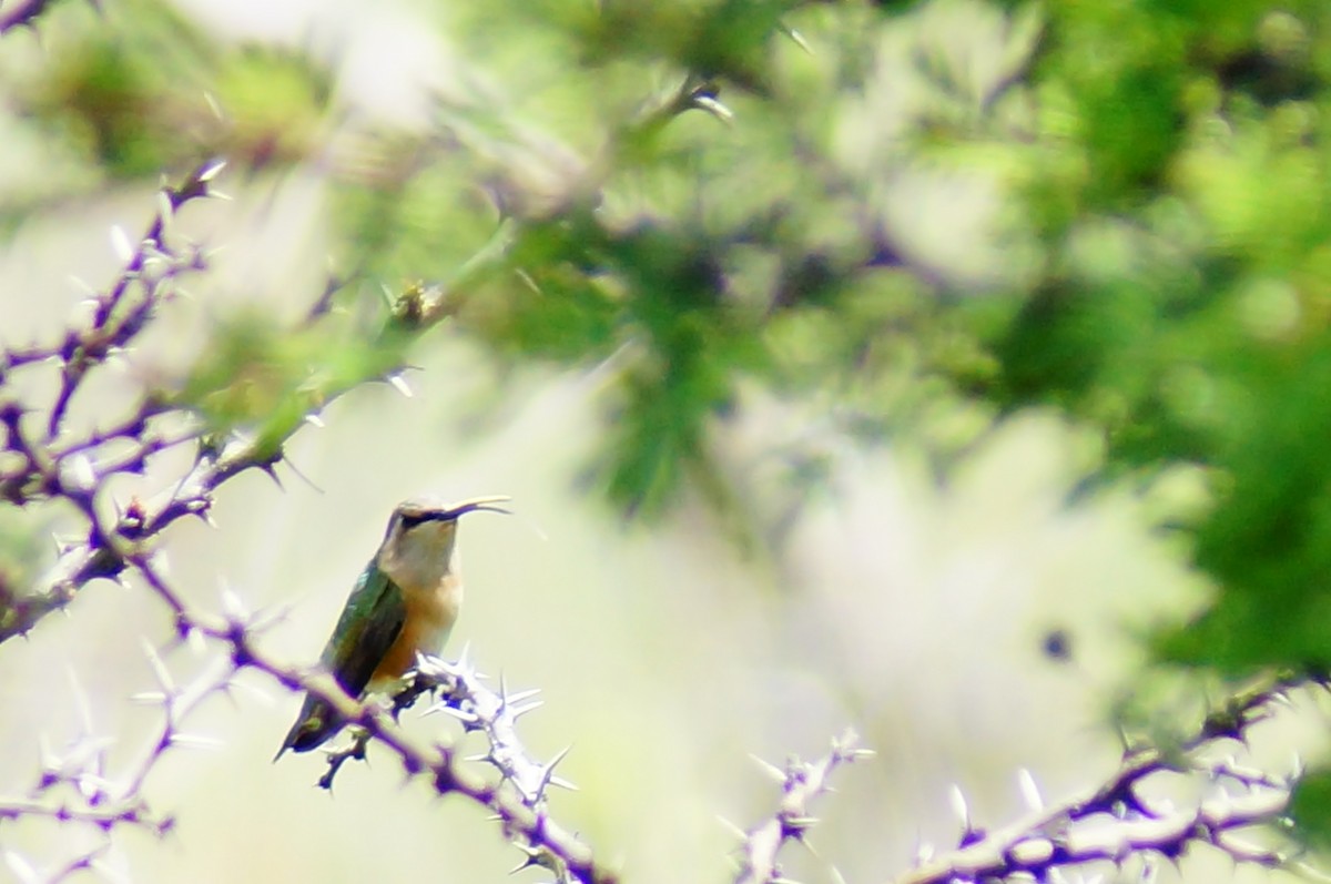 Colibri lucifer - ML644421766