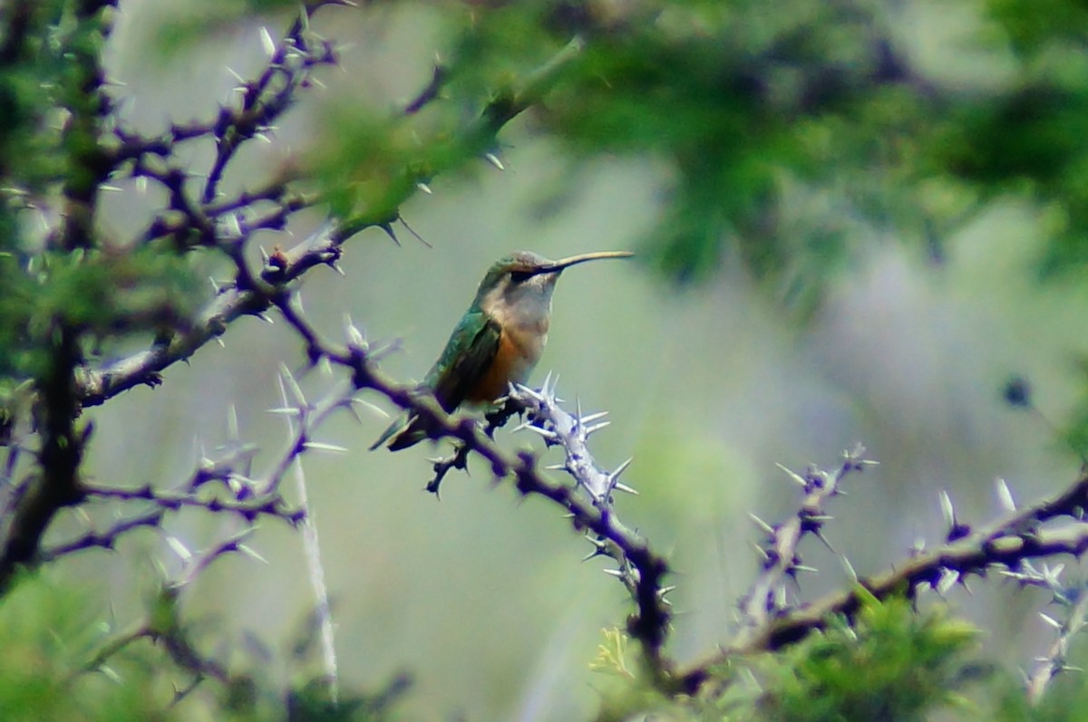 Colibri lucifer - ML644421770