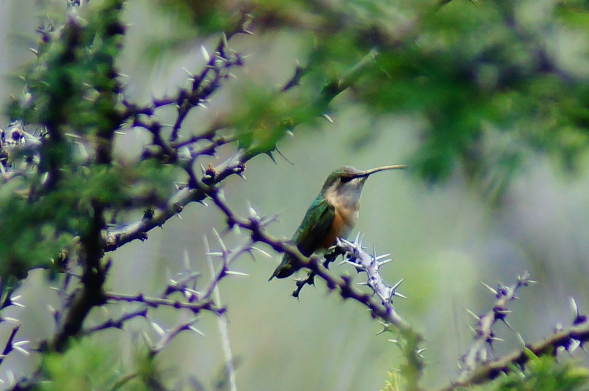 Colibri lucifer - ML644421771