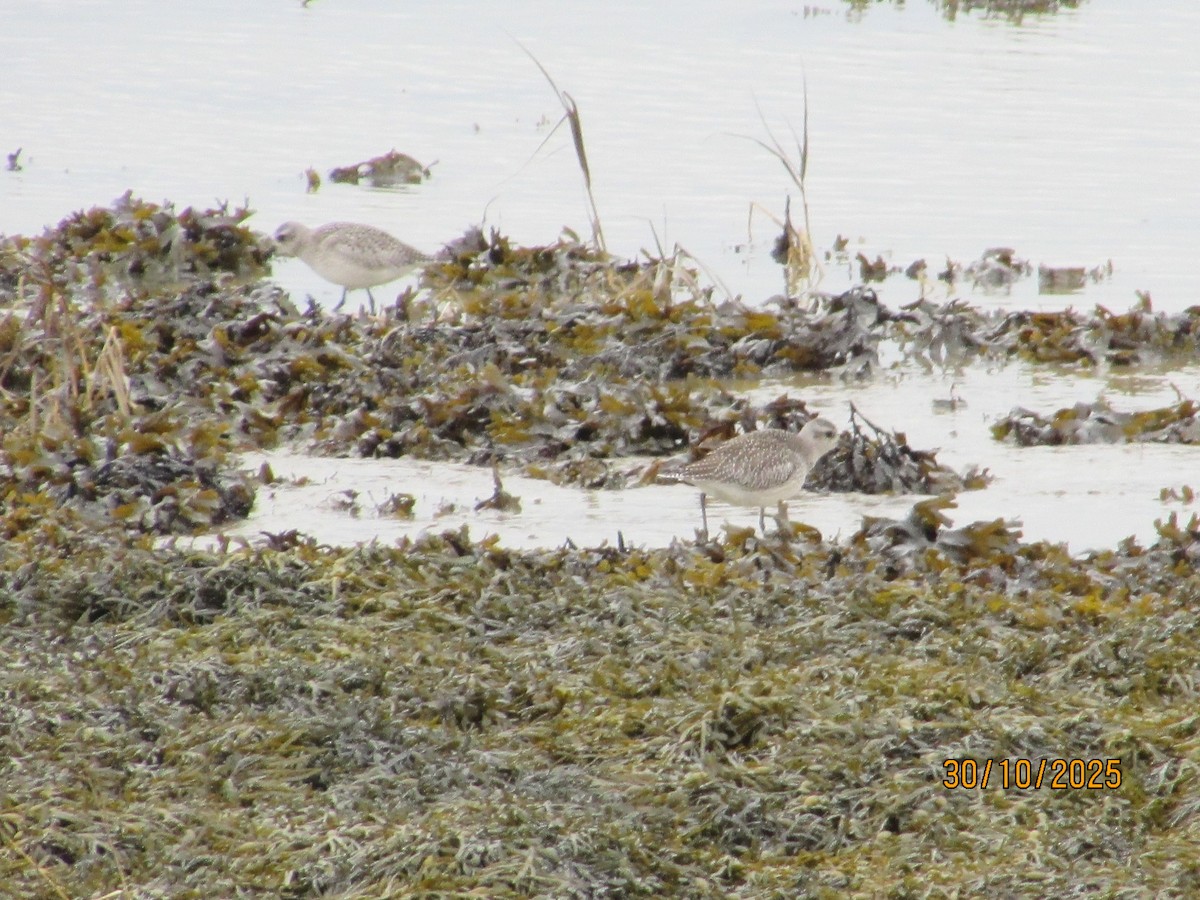 Буурал сүвээ цагаан - ML644421776