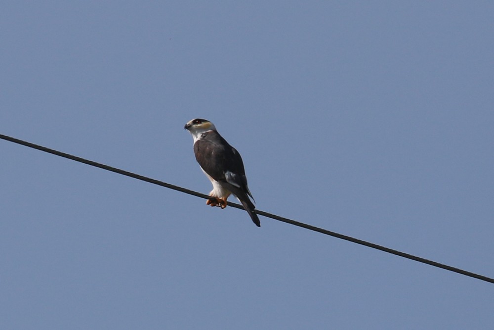 Pearl Kite - ML644421783