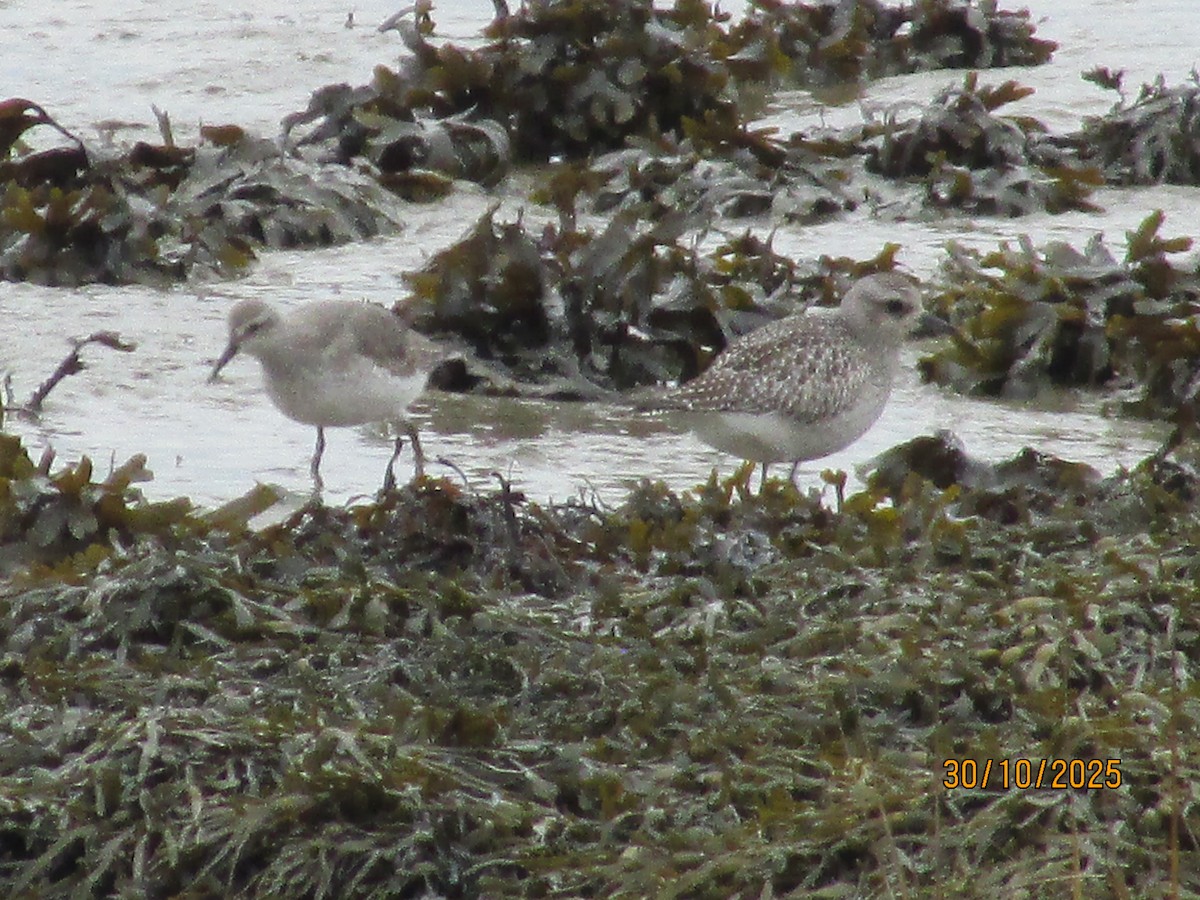 Bécasseau maubèche - ML644421784