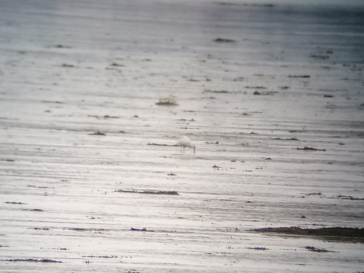 Ibis blanc - ML644421787