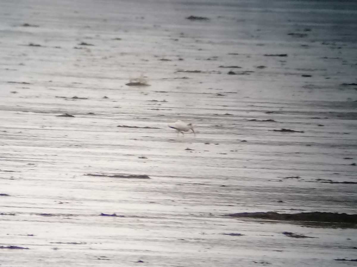 Ibis blanc - ML644421788