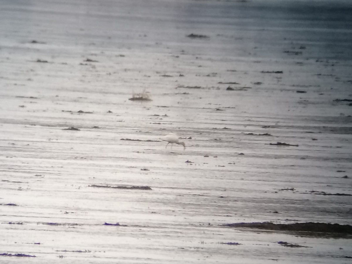 Ibis blanc - ML644421789