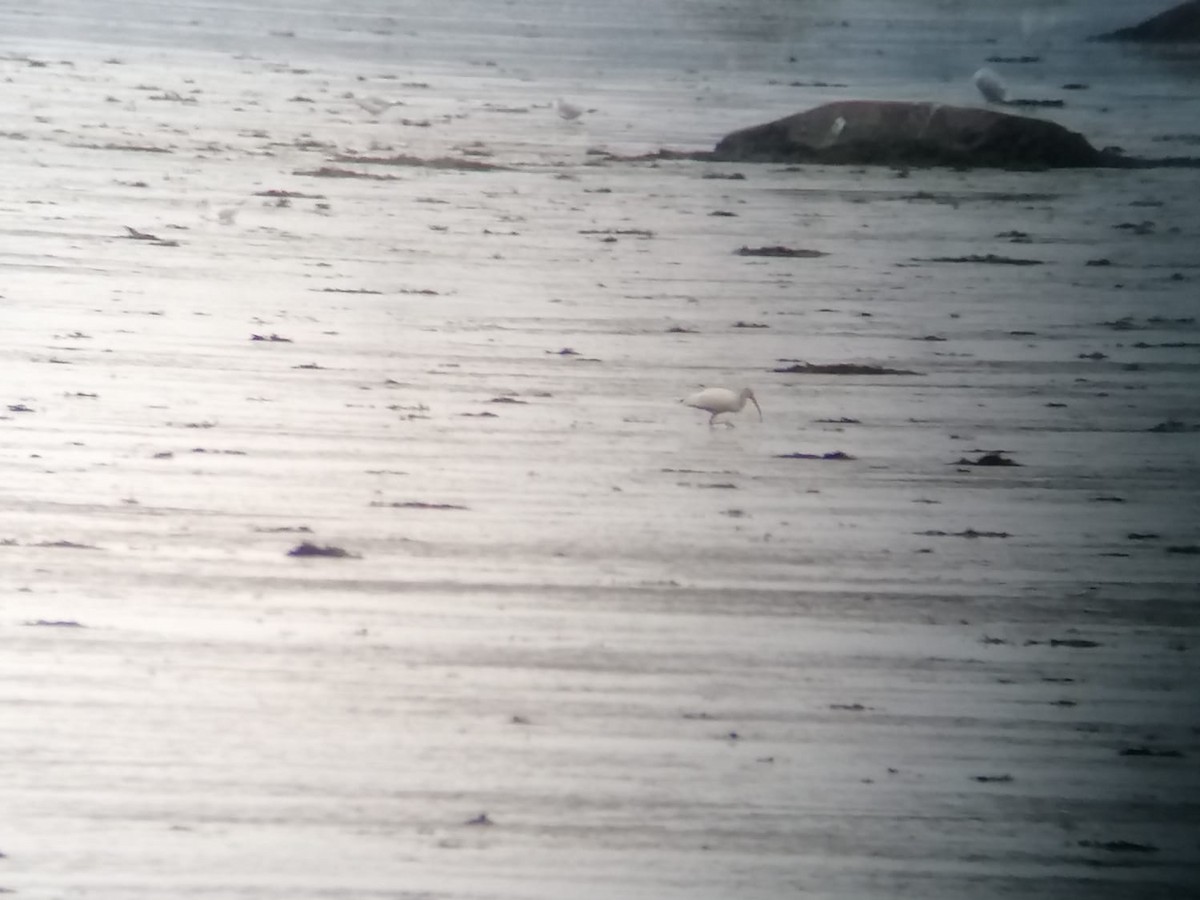 Ibis blanc - ML644421790