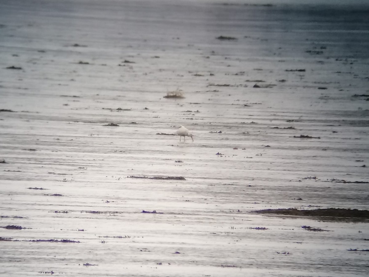 Ibis blanc - ML644421791