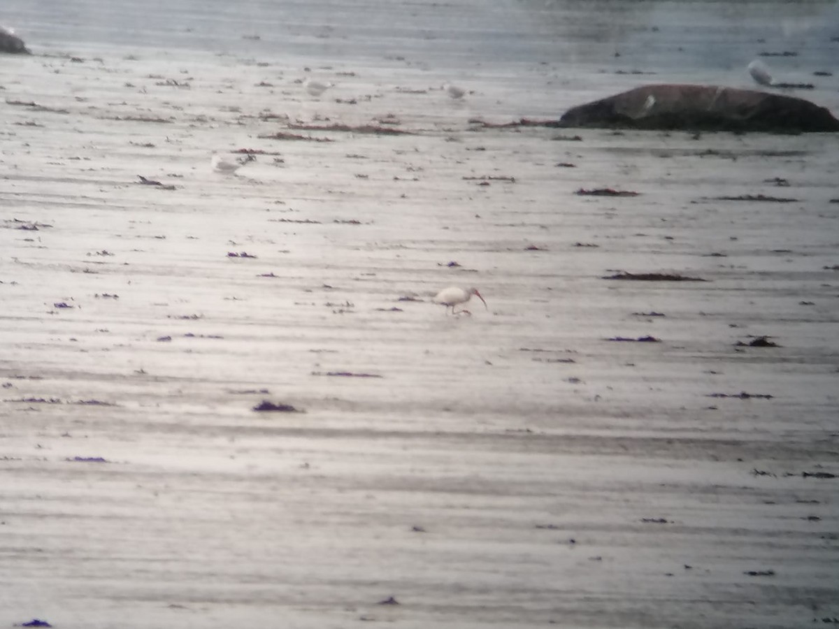 Ibis blanc - ML644421792