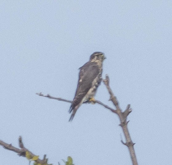 Merlin - ML644421795