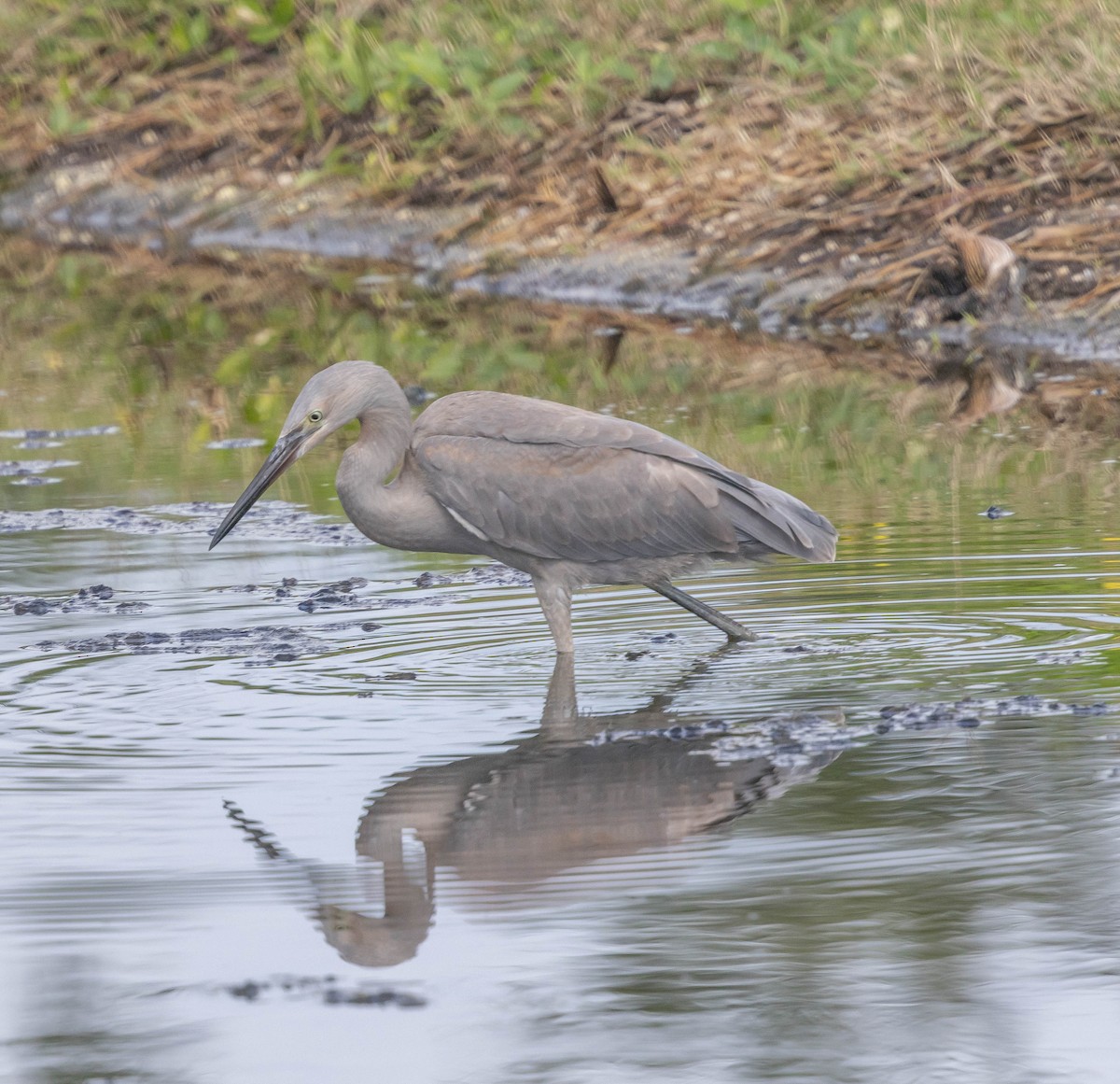Reddish Egret - ML644421807
