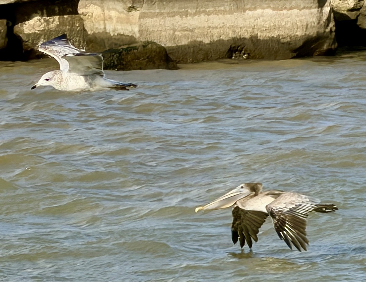 Brown Pelican - ML644421814