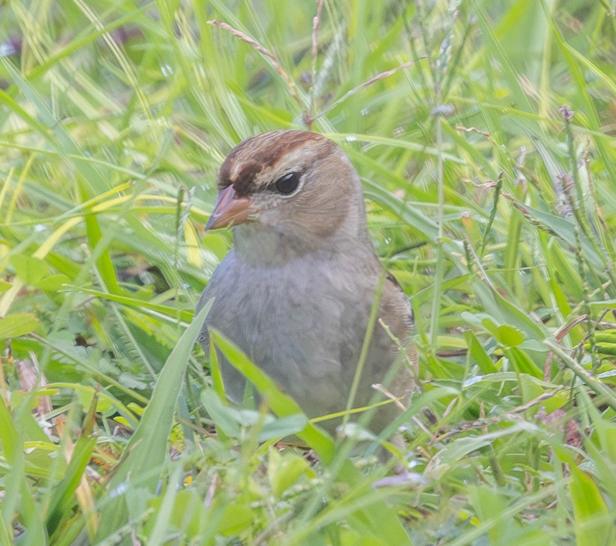 White-crowned Sparrow - ML644421816
