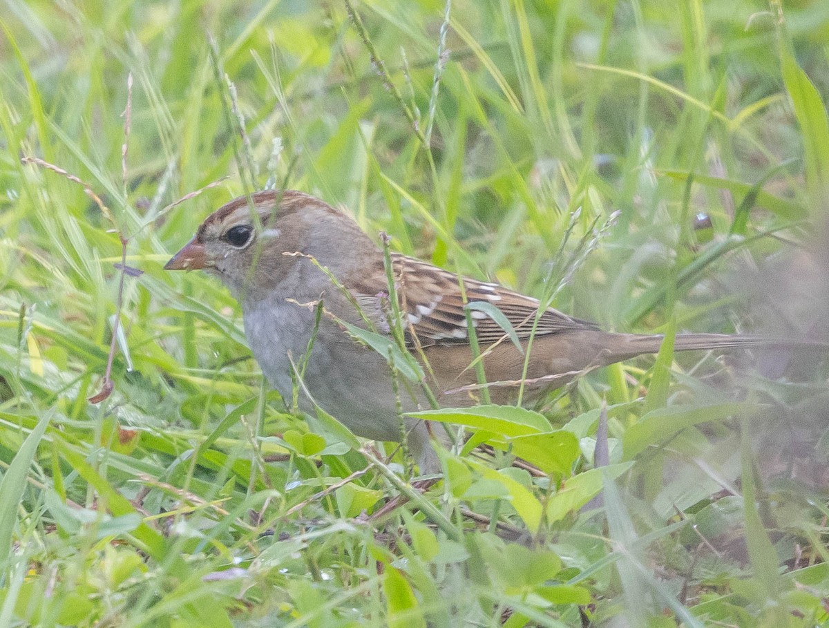 White-crowned Sparrow - ML644421817