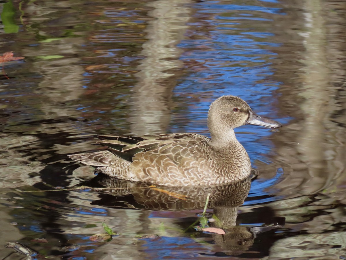 Marzaiola americana - ML644421820