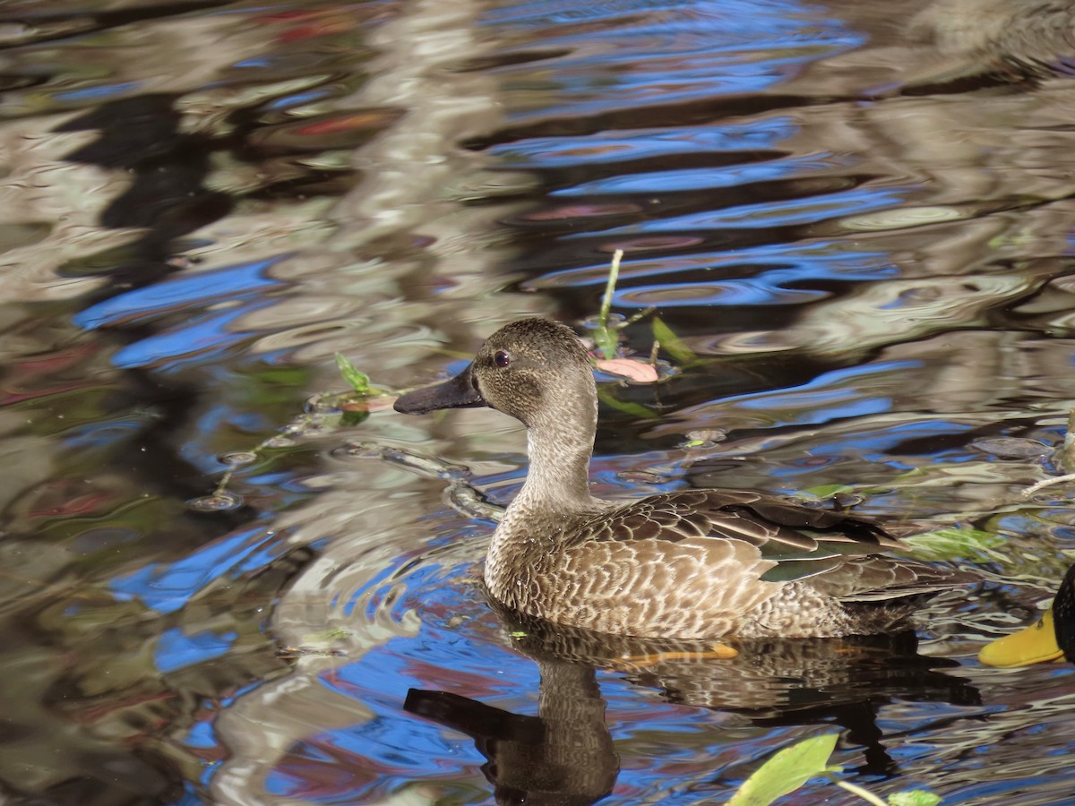 Marzaiola americana - ML644421821