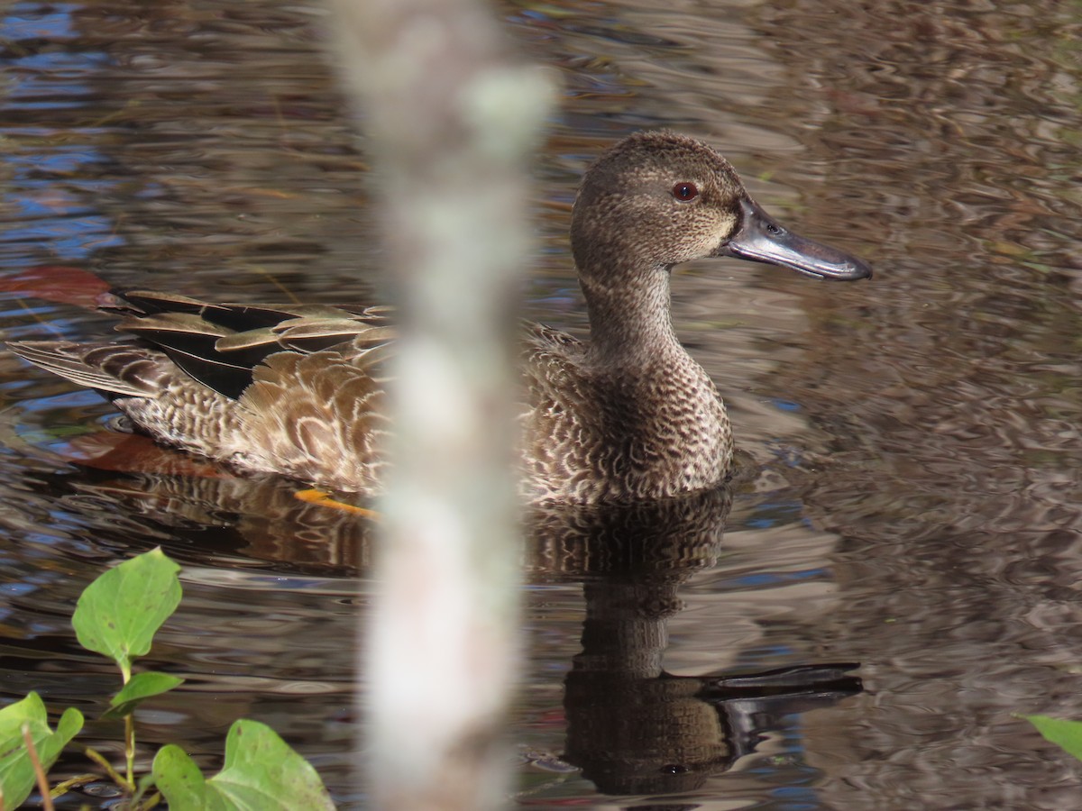 Marzaiola americana - ML644421822